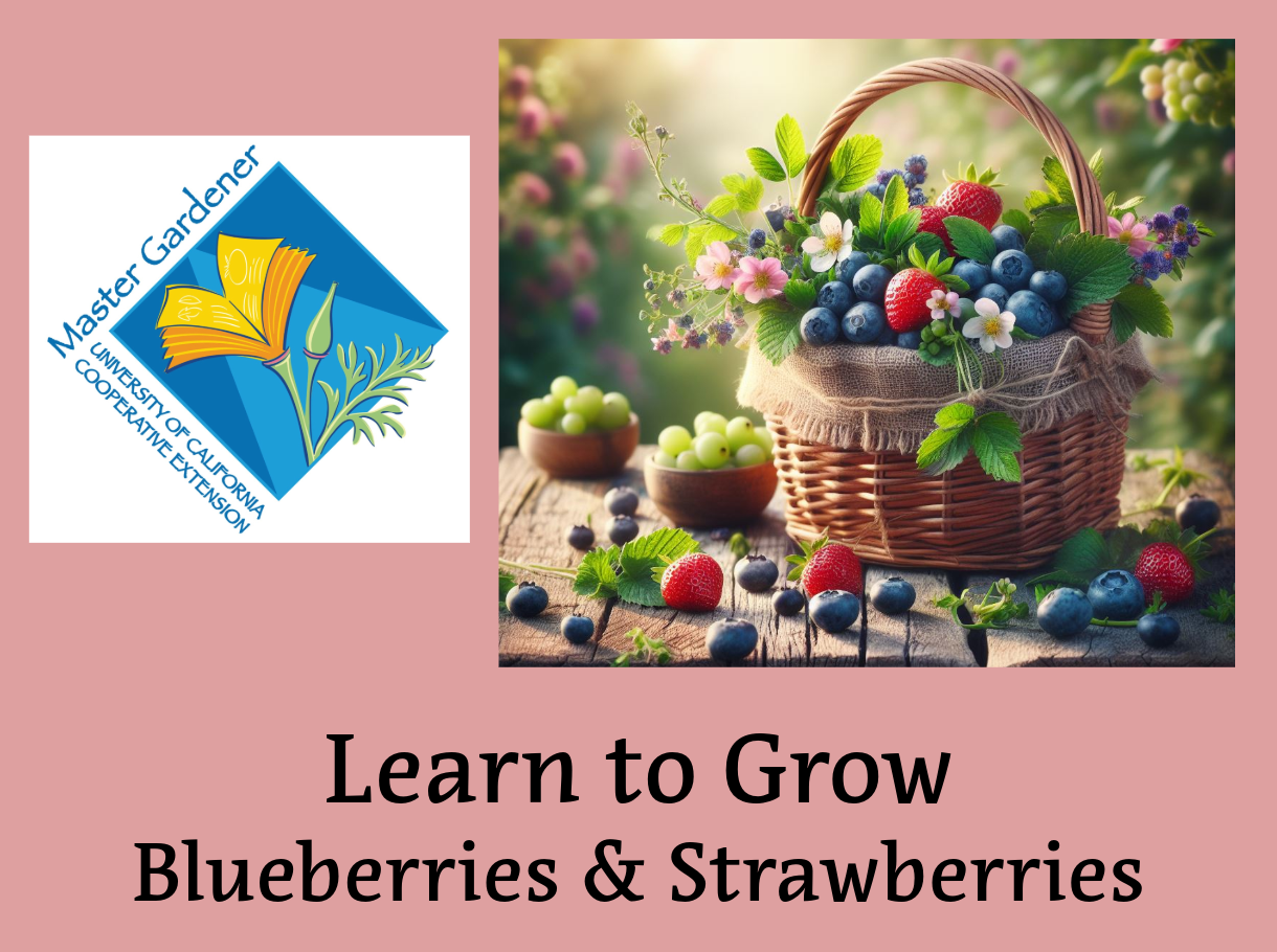 Learn to Grow Blueberries & Strawberries