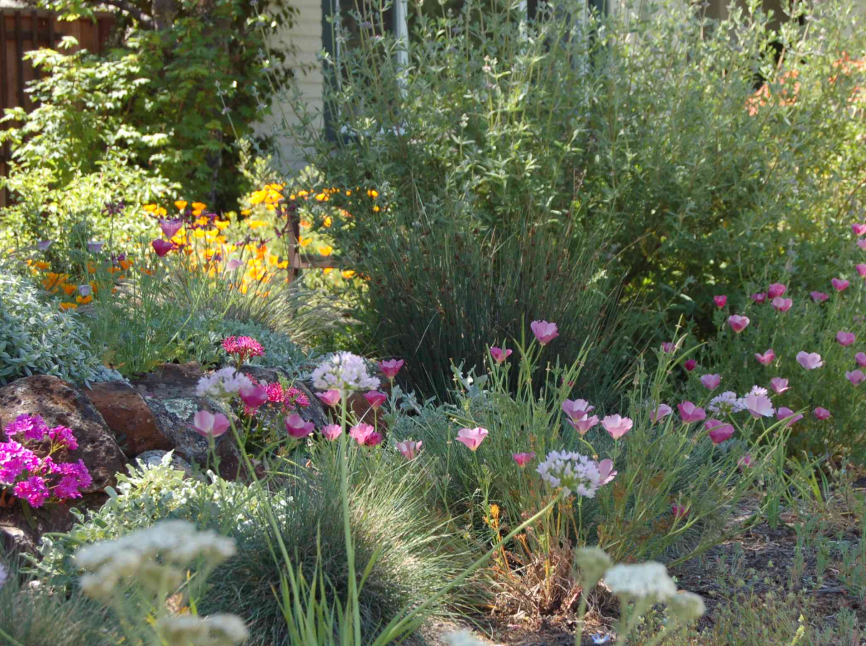 Gardening with California Natives