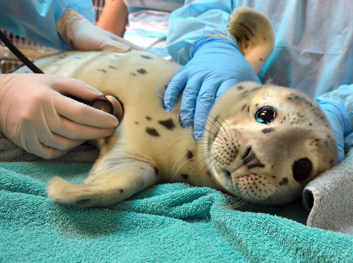 Behind the Scenes Tour of the Marine Mammal Center